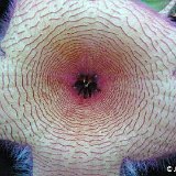 Stapelia gigantea ©JL P1310156